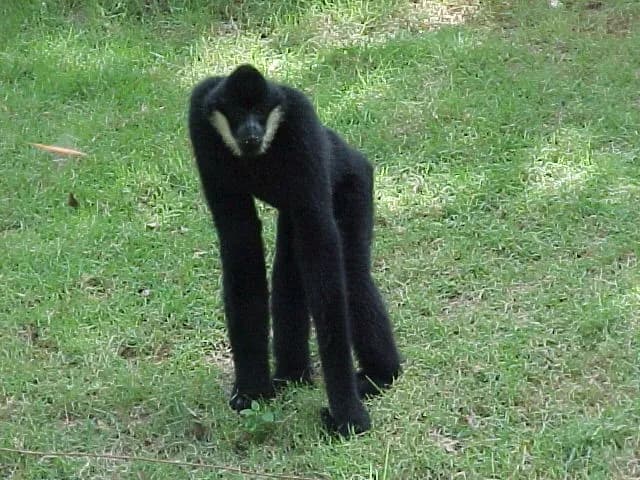 White-cheeked Gibbon (Nomascus leucogenys)