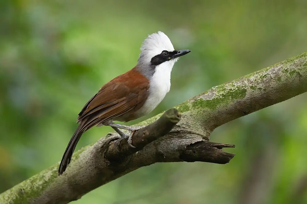 White-crested Laughingthrush (Garrulax leucolophus)