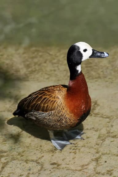 White-faced Whistling Duck (Dendrocygna viduata)