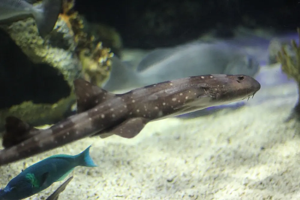 White-spotted Bamboo Shark (Chiloscyllium plagiosum)