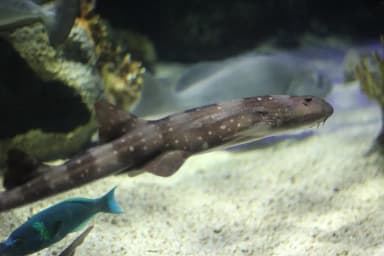 White-spotted Bamboo Shark (Chiloscyllium plagiosum)