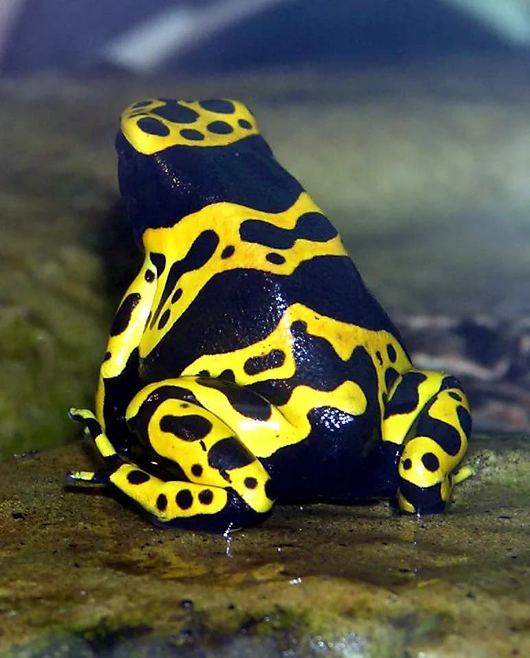 Yellow-banded Poison Dart Frog (Dendrobates leucomelas)