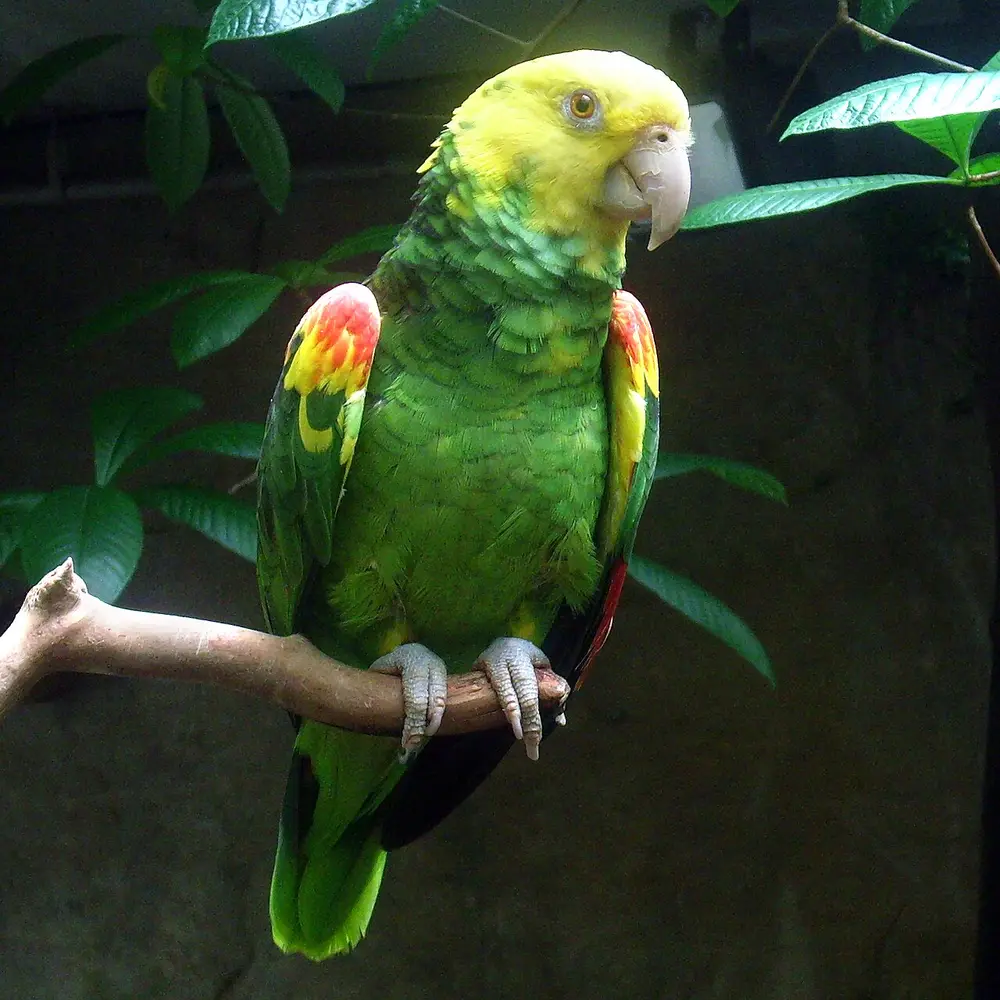 Yellow-headed Amazon (Amazona oratrix)