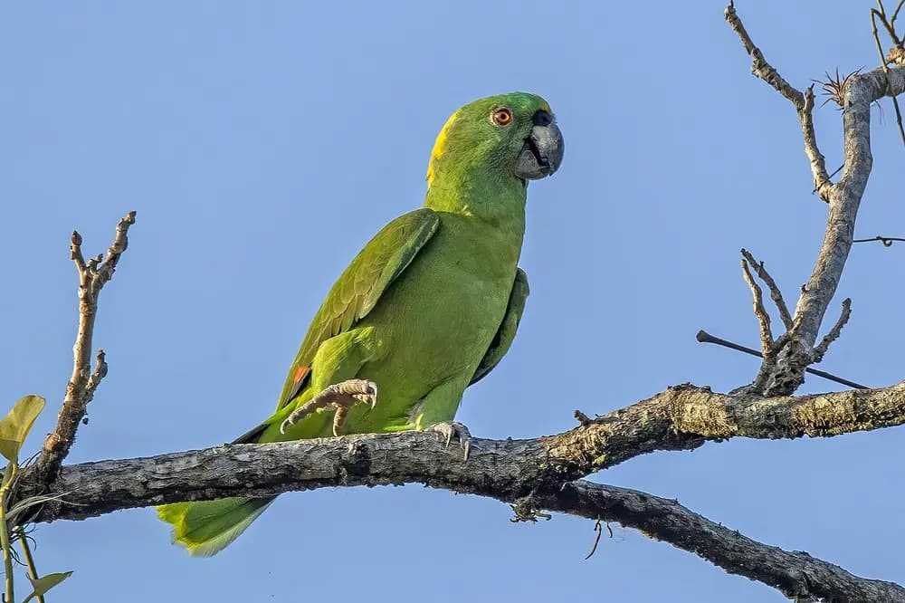 Yellow-naped Amazon (Amazona auropalliata)