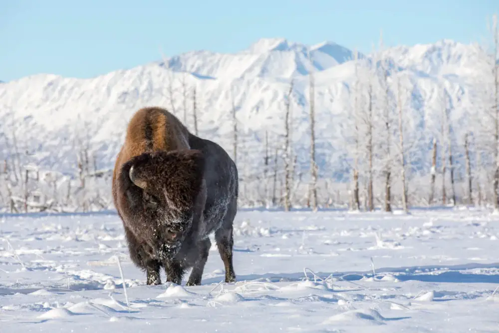 Alaska Wildlife Conservation Center