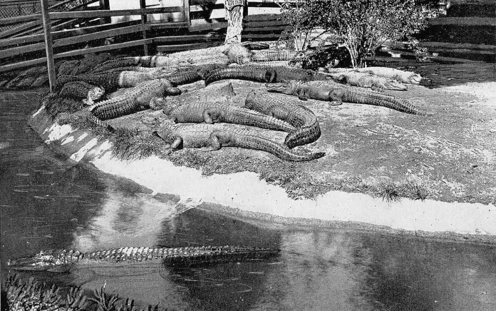Arkansas Alligator Farm and Petting Zoo