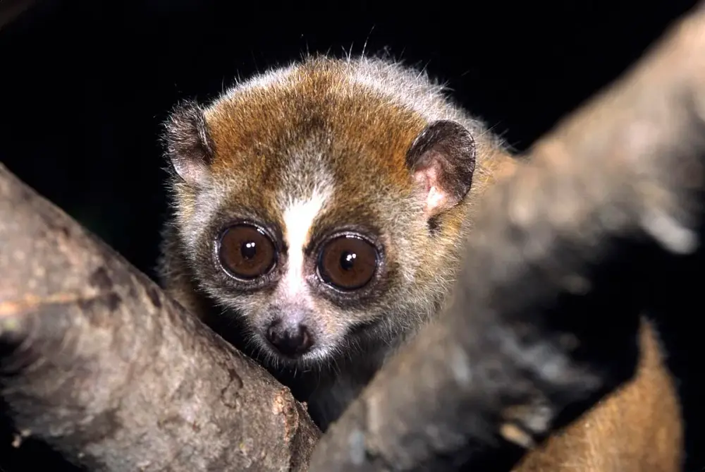 Duke University Lemur Center