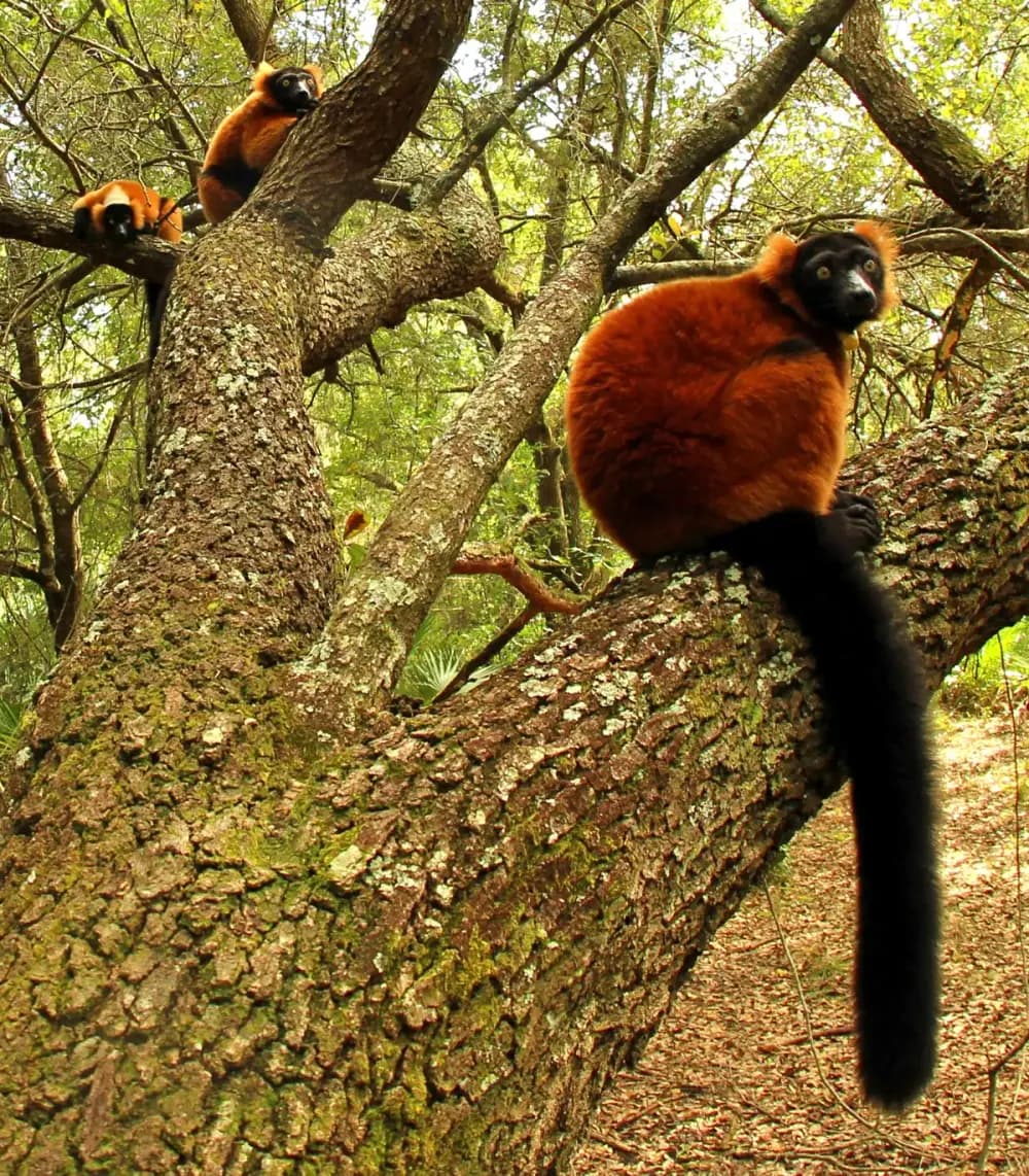 Lemur Conservation Foundation