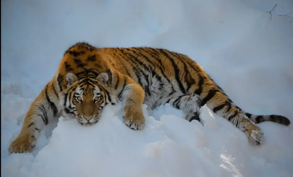 Minnesota Zoo