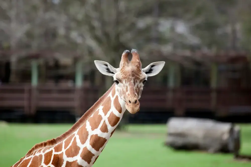 Montgomery Zoo