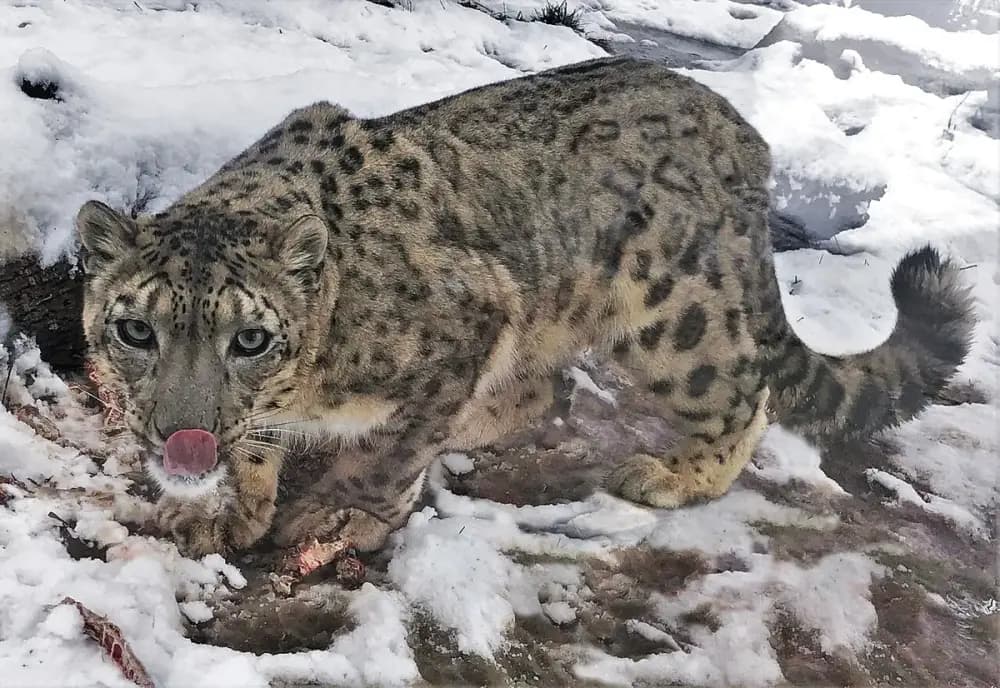 Niabi Zoo