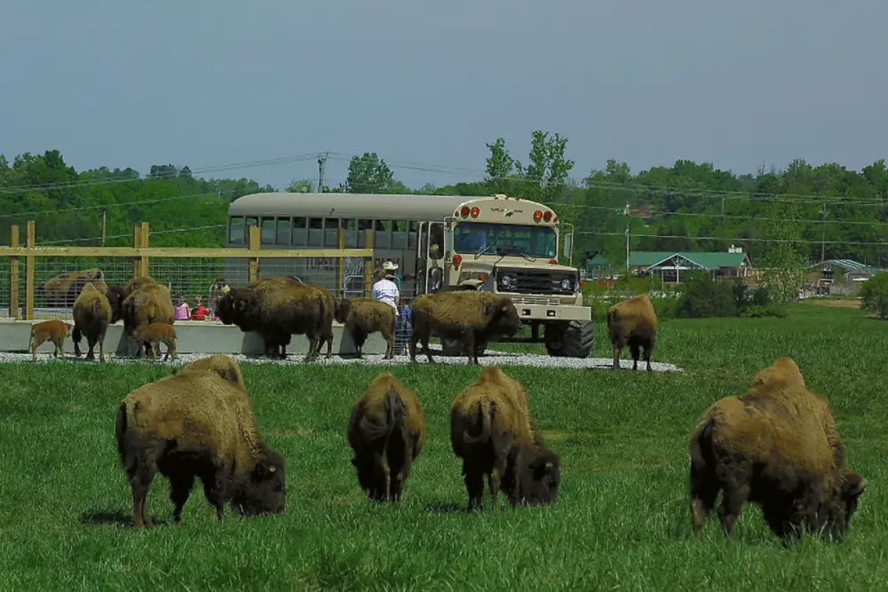 Tupelo Buffalo Park and Zoo